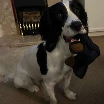 BearTough -  Durable Chew Toy