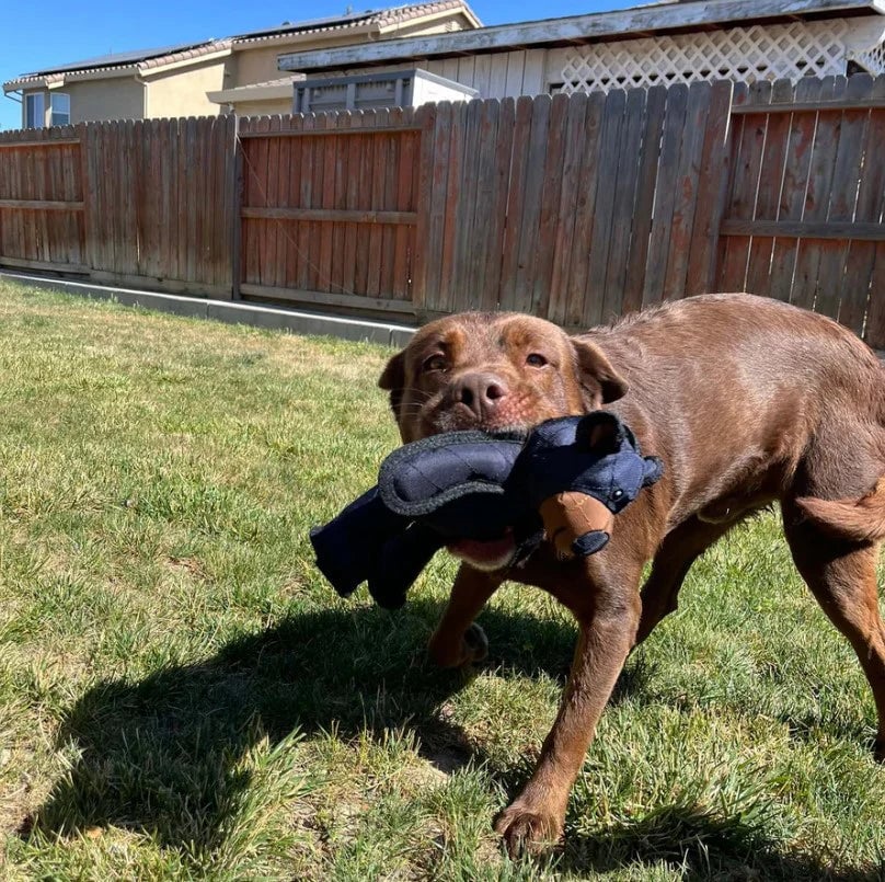 BearTough -  Durable Chew Toy